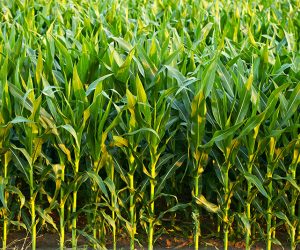 The biggest danger of GMOs